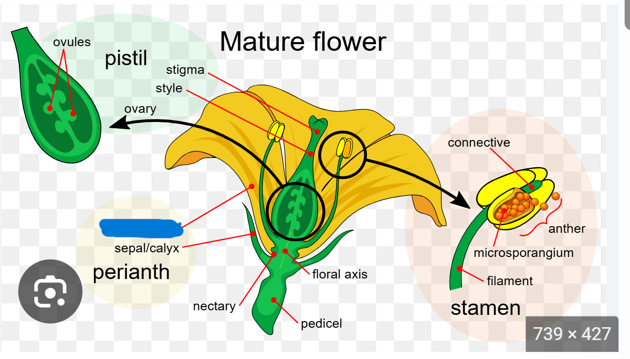 term image