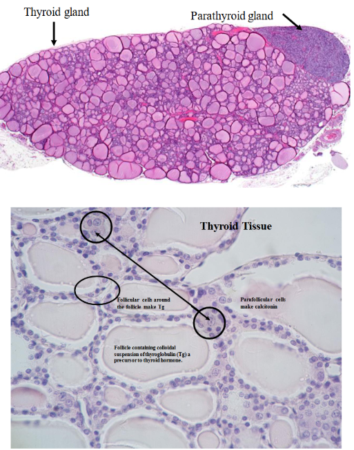<p>thyroid glands</p>