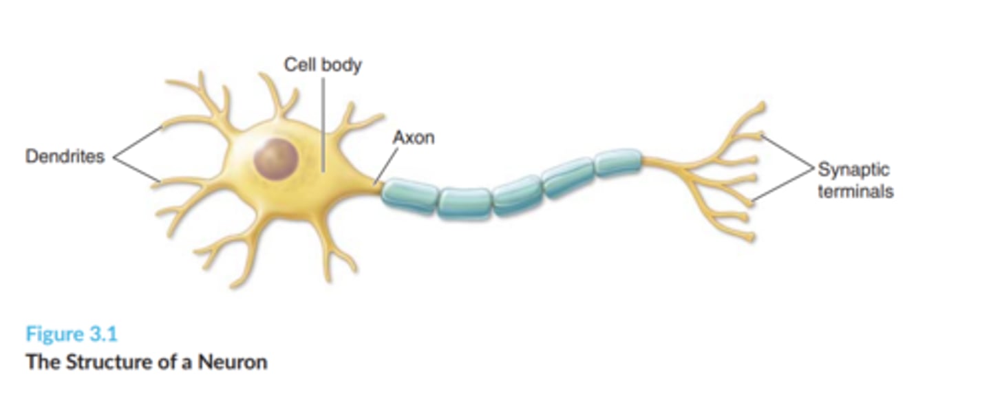<p>cell body, dendrites, axon</p>