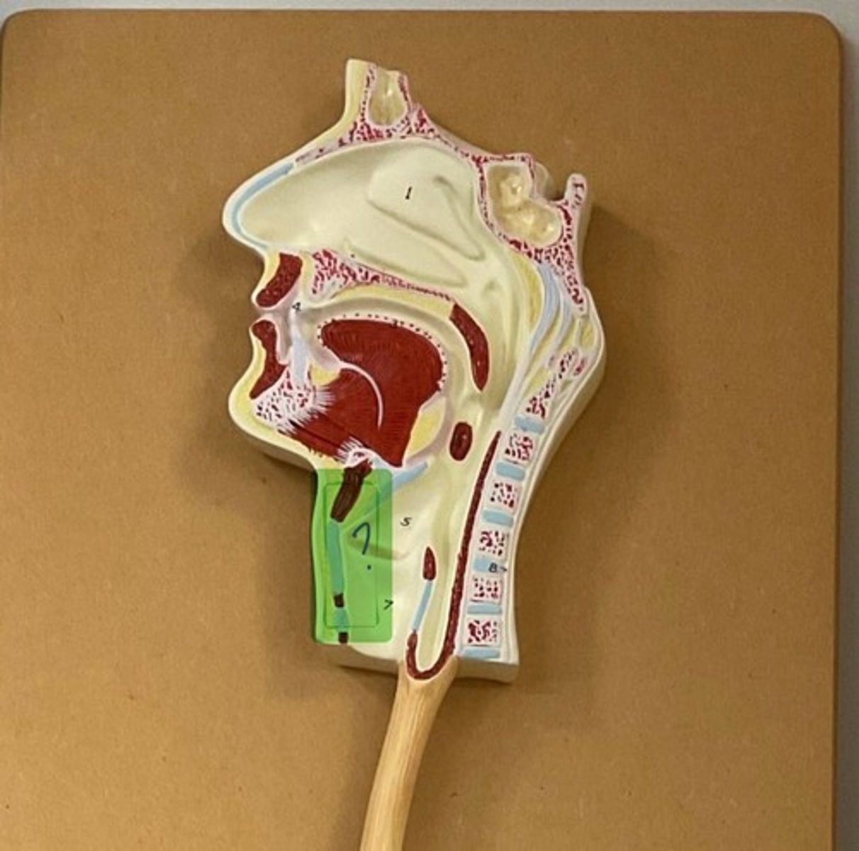 knowt flashcard image