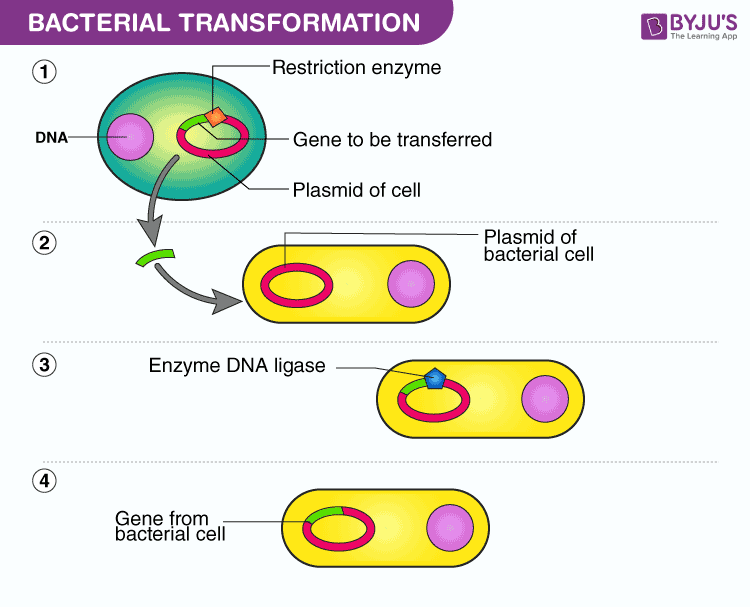 <p>Bacterial transformation involves the uptake of free DNA from the environment by a recipient cell, followed by the incorporation of the donor DNA into the recipient’s chromosome through recombination. This process alters the genetic makeup of the bacteria, potentially conferring new traits or abilities</p>