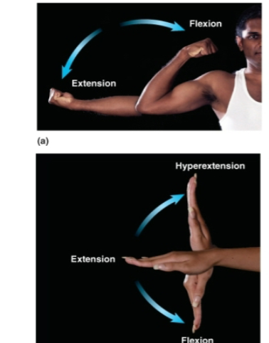<p>straightens joint, <strong>straightening elbow or knee</strong></p>