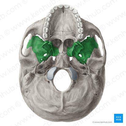 <p>Sphenoid bone</p>