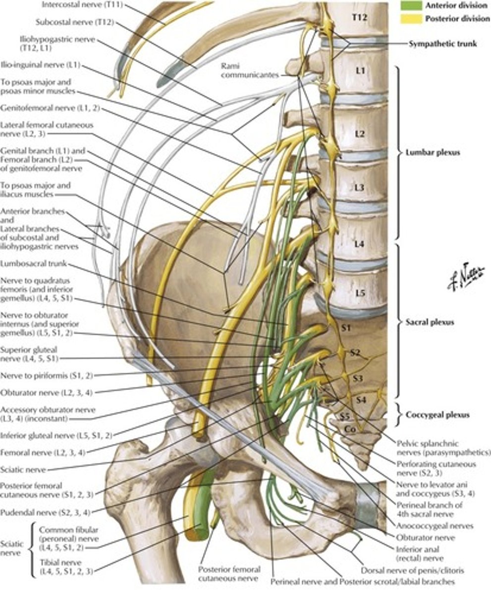 <p>Root: L2-L4</p><p>Cause of injury:</p><p>- pelvic fracture</p><p>Presentation:</p><p>- decreased thigh flexion and leg extension (quads)</p><p>(remember femoral does anterior thigh only; sciatic does posterior thigh and lower leg)</p>
