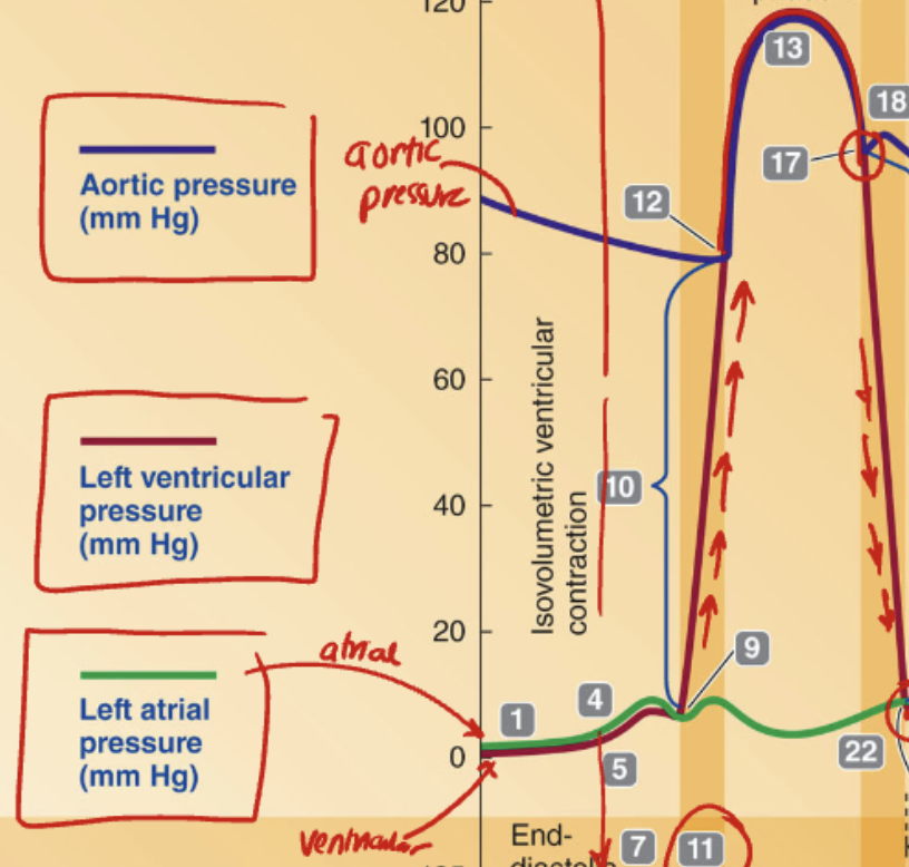 <p><strong>What causes the drop in ventricular pressure after Point 18, where aortic pressure becomes greater than ventricular pressure?</strong></p><p>A. The atria begin to contract<br>B. The semilunar valve closes due to pressure reversal<br>C. The ventricles begin to fill with blood<br>D. The AV valves open and allow backflow</p>