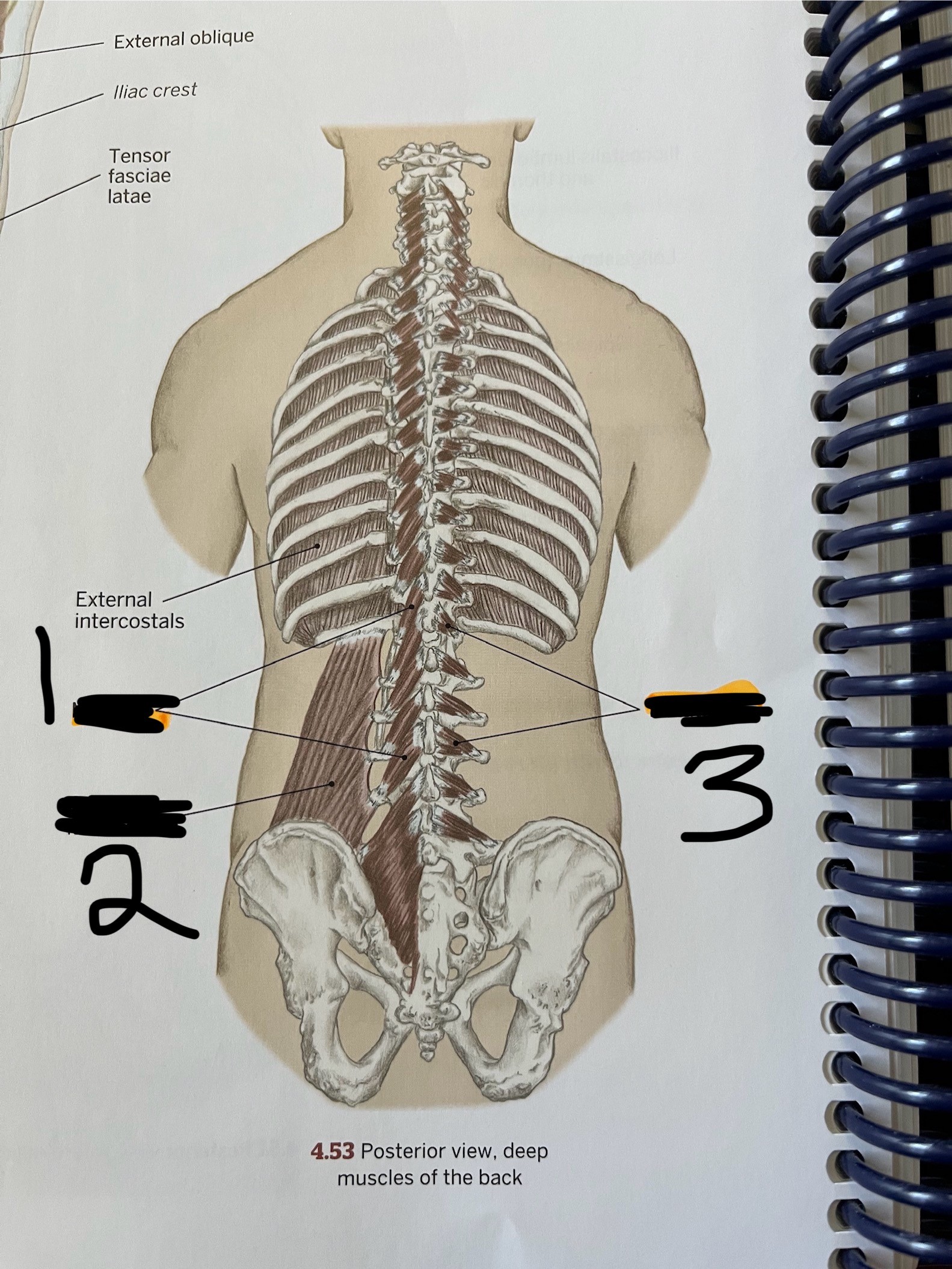 <p>What muscle is number 1</p>