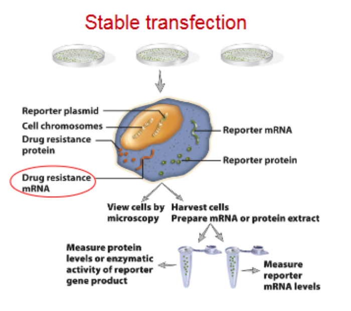 <p>Drug resistance mRNA</p>