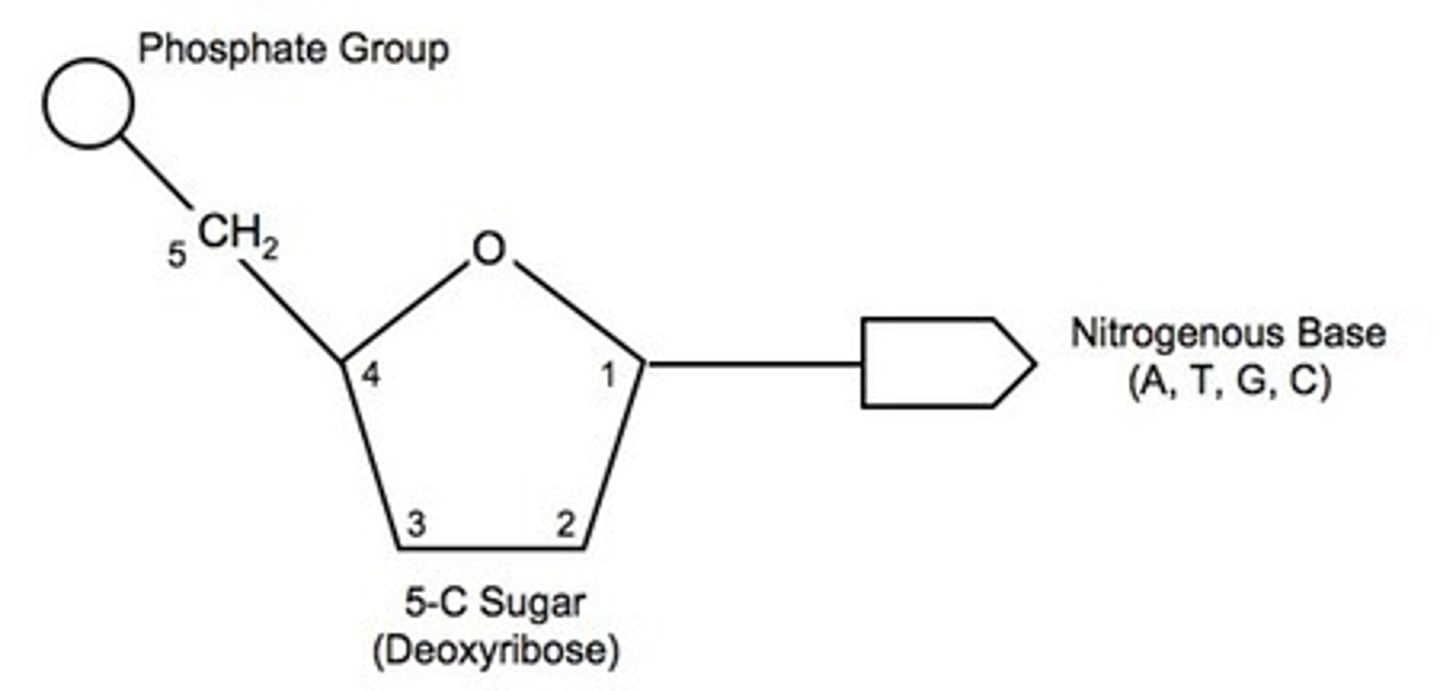 <p>phosphate group, deoxyribose (pentose sugar) &amp; a nirogenous base<br>the chain of sugars &amp; phosphates is a sugar-phosphate backbone</p>