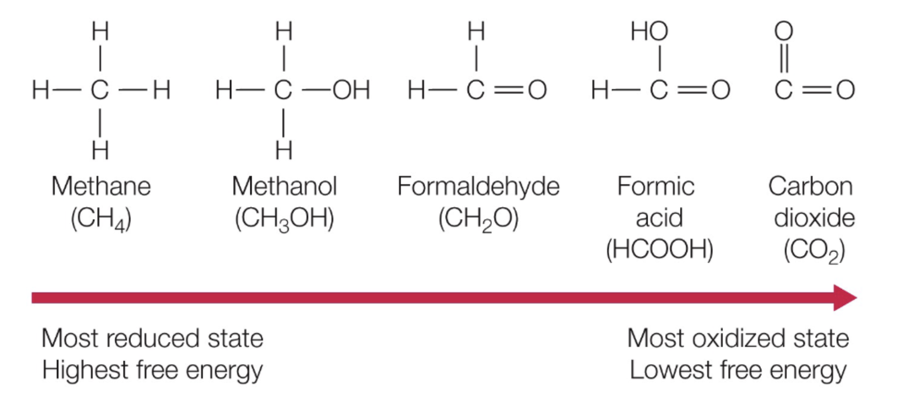 <p>Move from long, weaker, nonpolar bonds to more stable, shorter, polar bonds</p><ul><li><p>no energy left to extract </p></li><li><p>all hydrogens have been removed, electrons taken</p></li></ul><p></p>