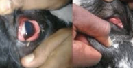 <p>Impaired venous outflow</p>