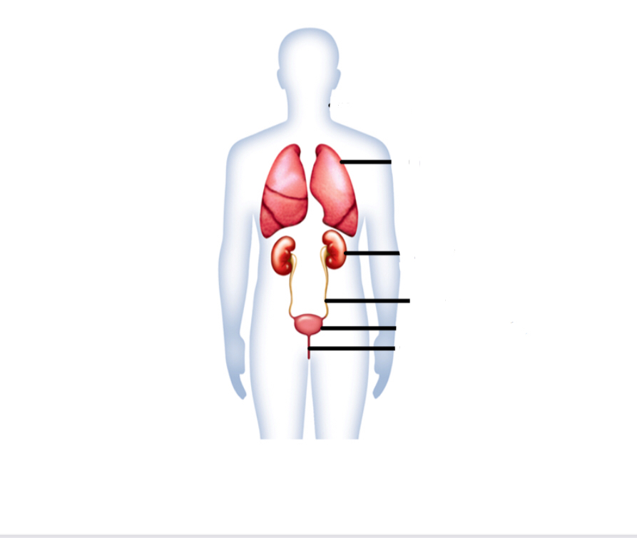 Label the excretory system structures 