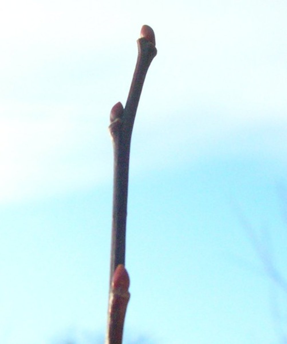 <p>twig</p>