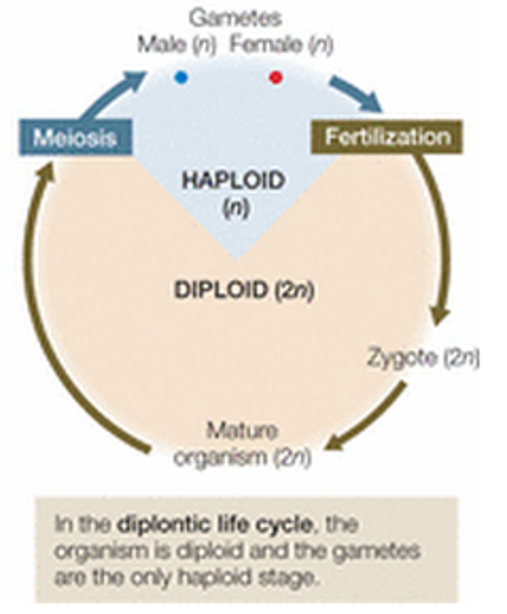 <p>describes a life cycle in which the diploid stage is the dominant stage</p>