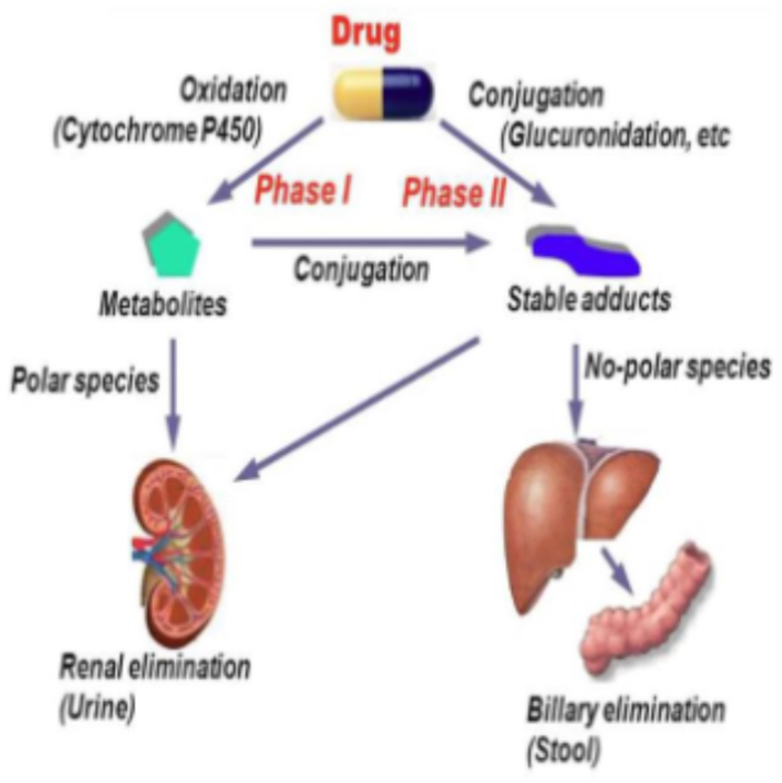 <p>PHOTO What does the biotransformation diagram show?</p>