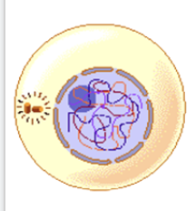 Which stage of Mitosis? What happens?