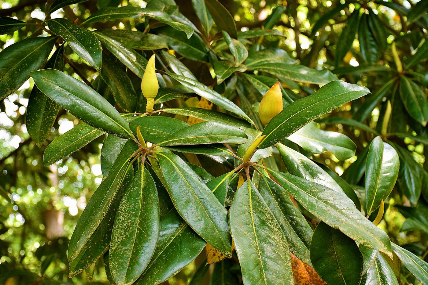 <p>Primitive line of flowering plants, spatulate leaves that are thick and leathery with smooth edges, big fuzzy terminal buds, lenticels for gas exchange, large flowers with numerous petals </p>