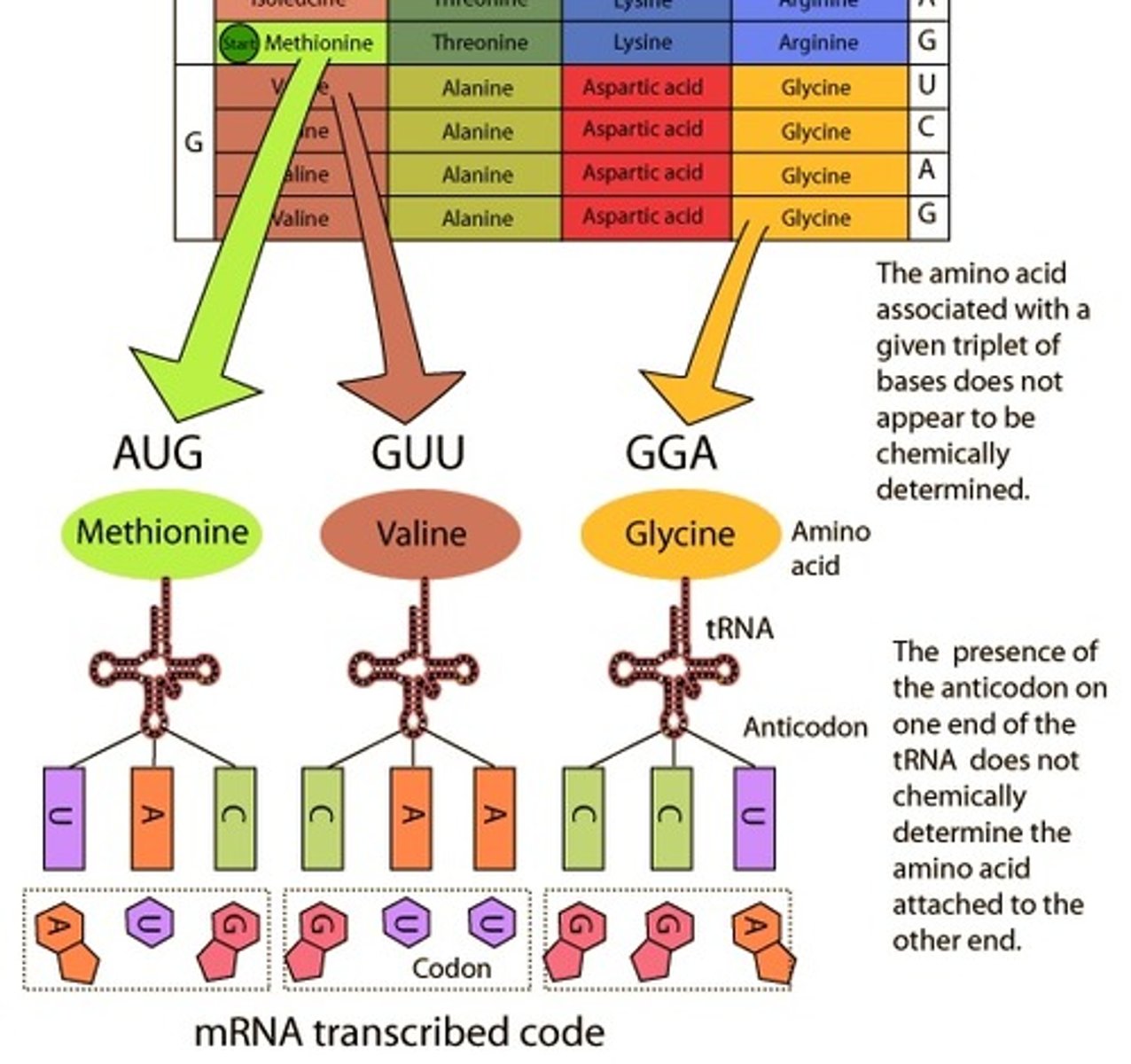 <p>This relationship of codon\amino acids is called the genetic code because it lets cells 'decode' an mRNA into a chain of amino acids.</p>