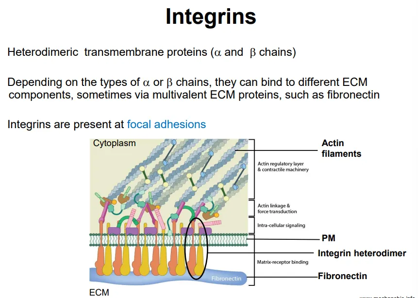 <ul><li><p>animal cells have <strong>integrins</strong>, <strong>transmembrane </strong>protein <strong>receptors </strong>that mediate cell adhesion to the ECM</p></li><li><p>these are <strong>heterodimeric </strong>with one alpha and one beta chain, which can bind to different ECM components at regions called <strong>focal adhesions</strong></p></li><li><p>these focal adhesions define cell shape, mechanical and chemical signalling and control cell migration</p></li></ul><p></p>