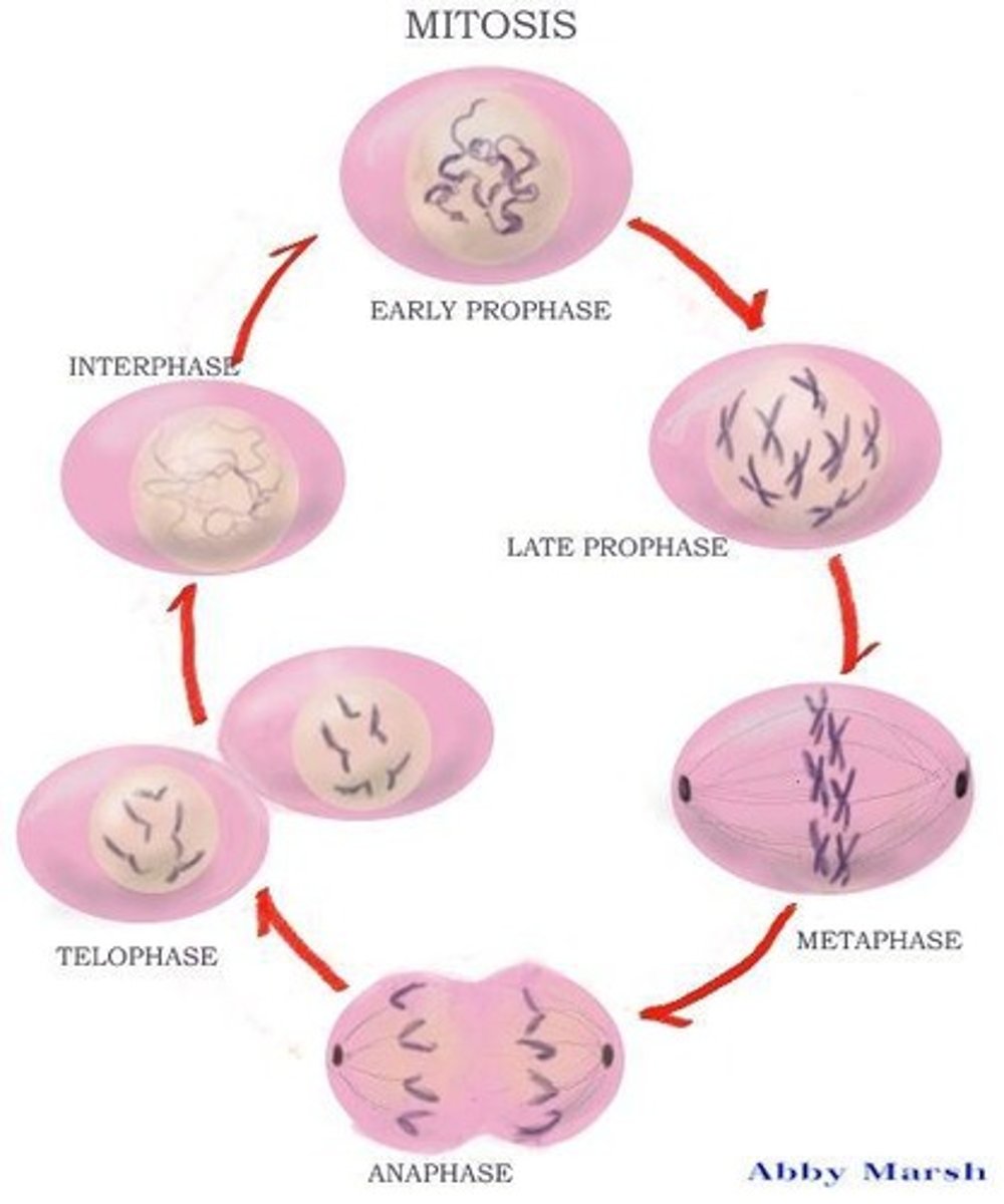<p>Prophase, Metaphase, Anaphase, and Telophase &amp; Cytokinesis.</p>
