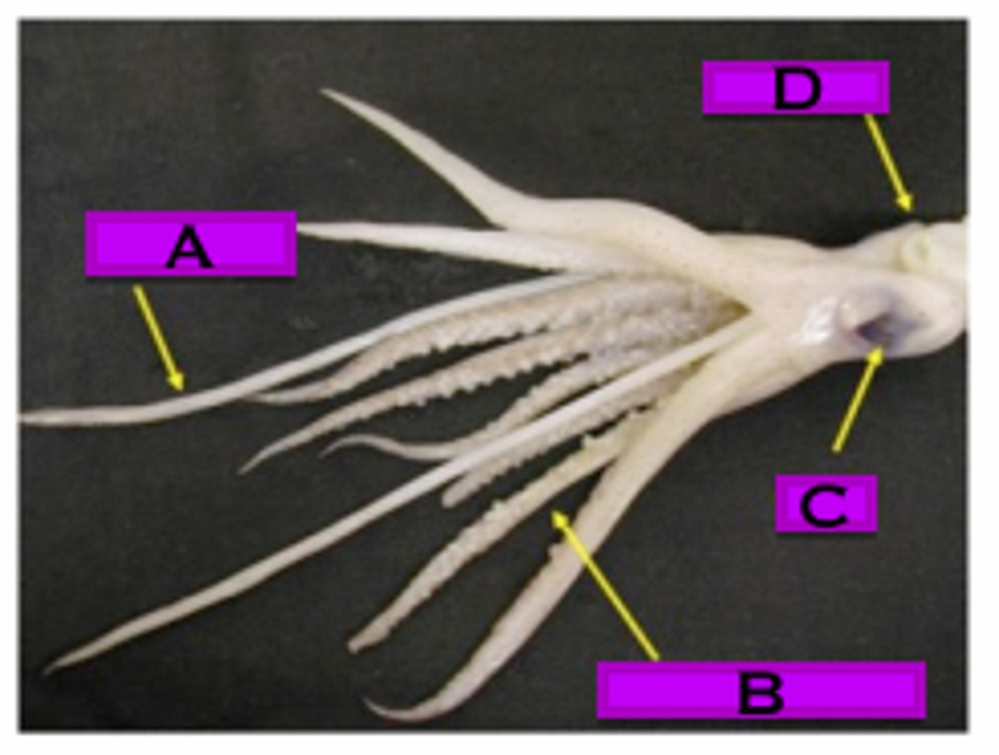 knowt flashcard image