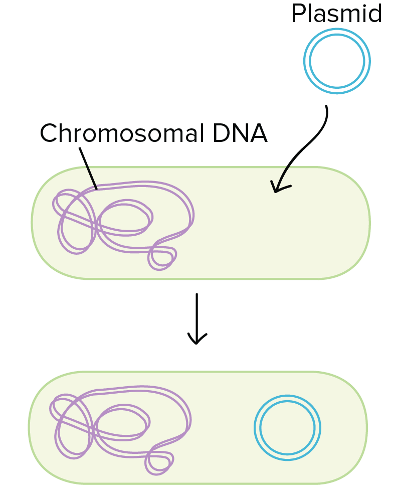 <p>Uptake of free DNA from the environment by a prokaryote.</p>