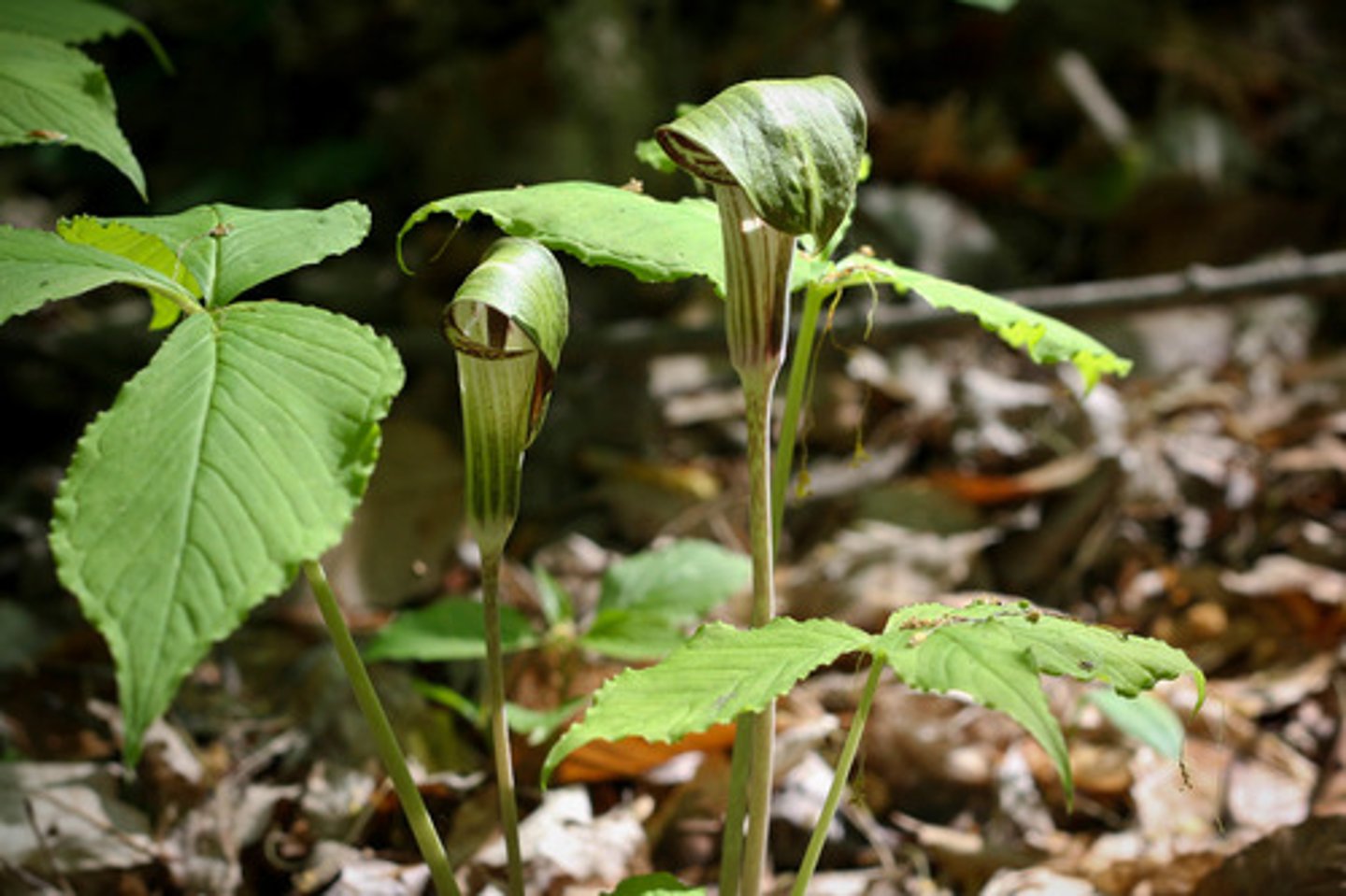 <p>-Curling leaves</p>