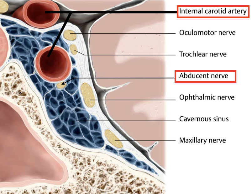 Note: The internal carotid makes a U-turn that's under the spenoid, that's why we see it twice.