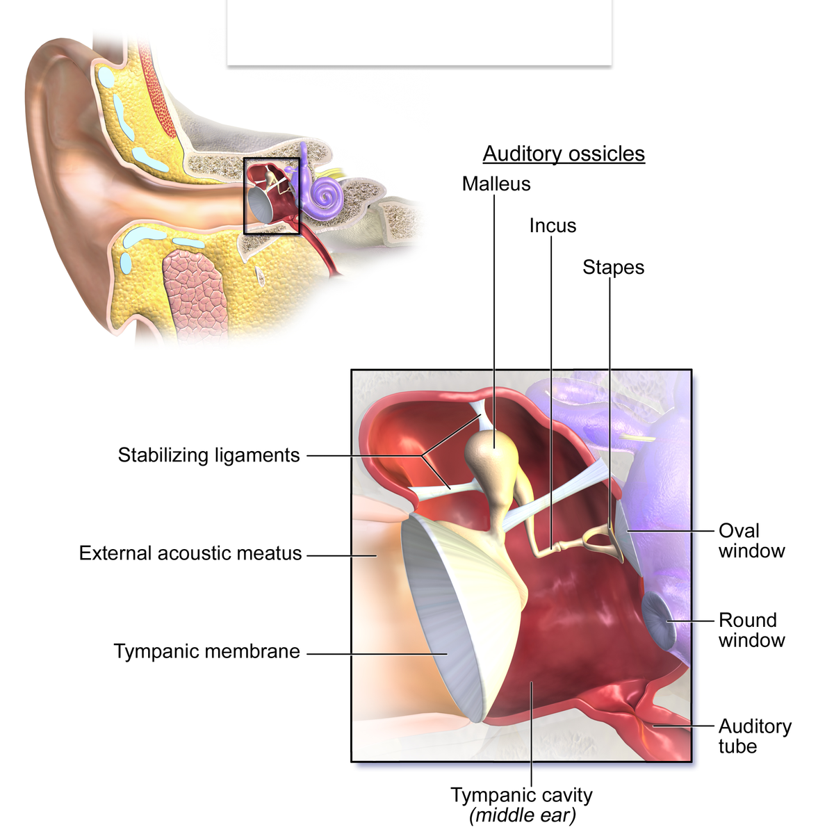 <p>the chamber between the eardrum and cochlea, containing 3 tiny bones that concentrate the vibrations of the eardrum on the cochlea’s oval window</p>