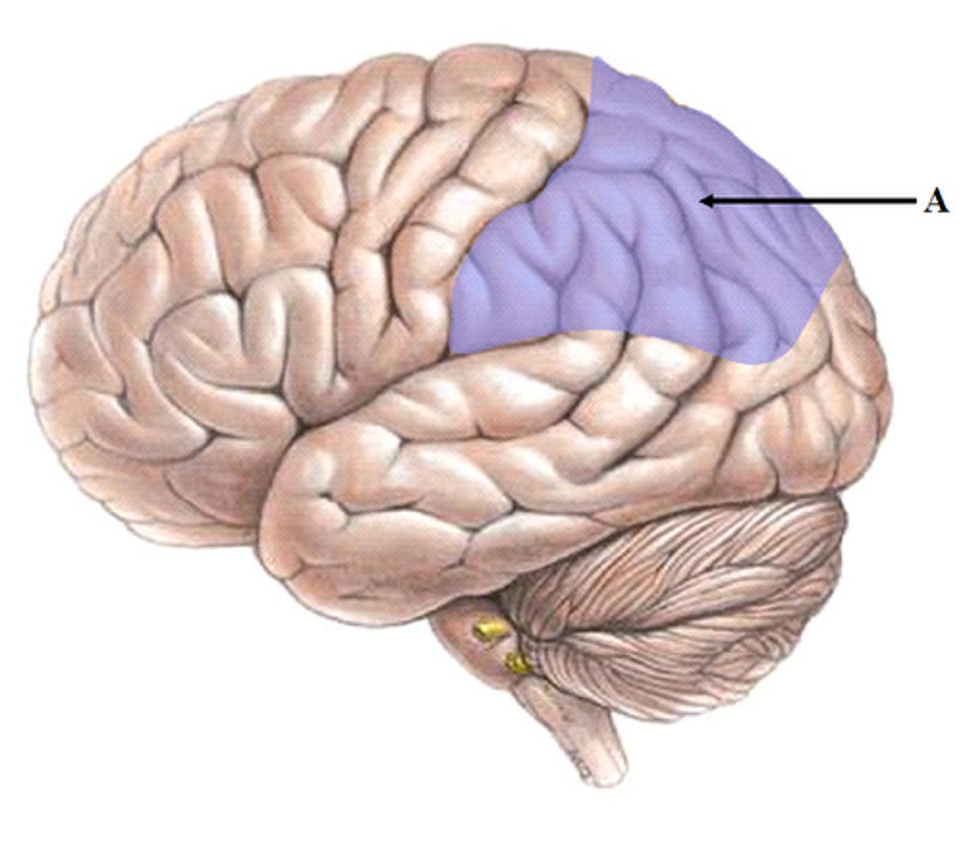 <p>monitors activity in the primary sensory cortex; involved with special senses: hearing, smelling, sight...</p>