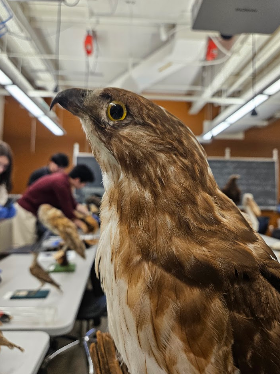 <p>the distal (far from center) end of the upper mandible may be horny &amp; the proximal (close to center) portion may be thick and soft</p>