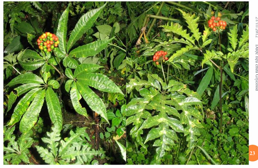 <p>BFD - TAM THẤT</p>