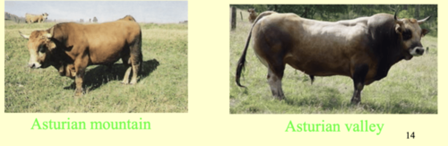 <p>breeds can vary depending on their geographical habitat</p>