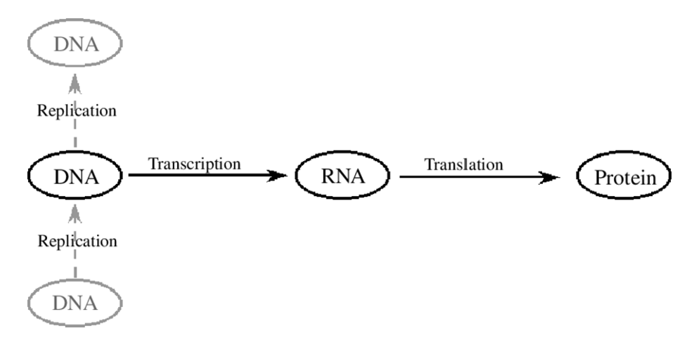 <ul><li><p>DNA replicates - can diversify</p></li><li><p>DNA can be transcribed to RNA then translated into proteins</p></li></ul><p></p>