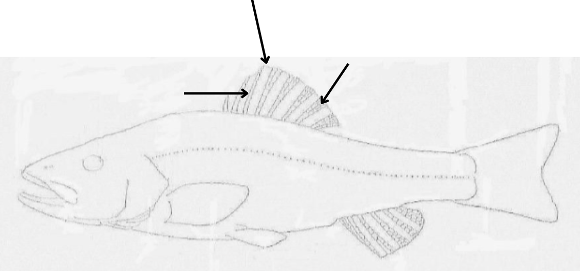 <p>what is the top arrow pointing to, and what components make it up?</p>