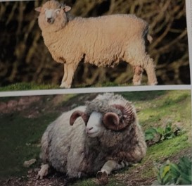 <p>good quality meat and white wool. horned originated in england and introduced to us in 1885. polled ones developed from dominate poll gene. will breed out of season and commonly have multiple offspring.</p>