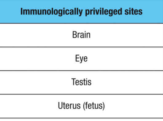 <p>Immune system will ignore antigens expressed or present in immunologically privileged sites</p><ul><li><p>these sites are NOT under immune surveillance </p></li></ul>