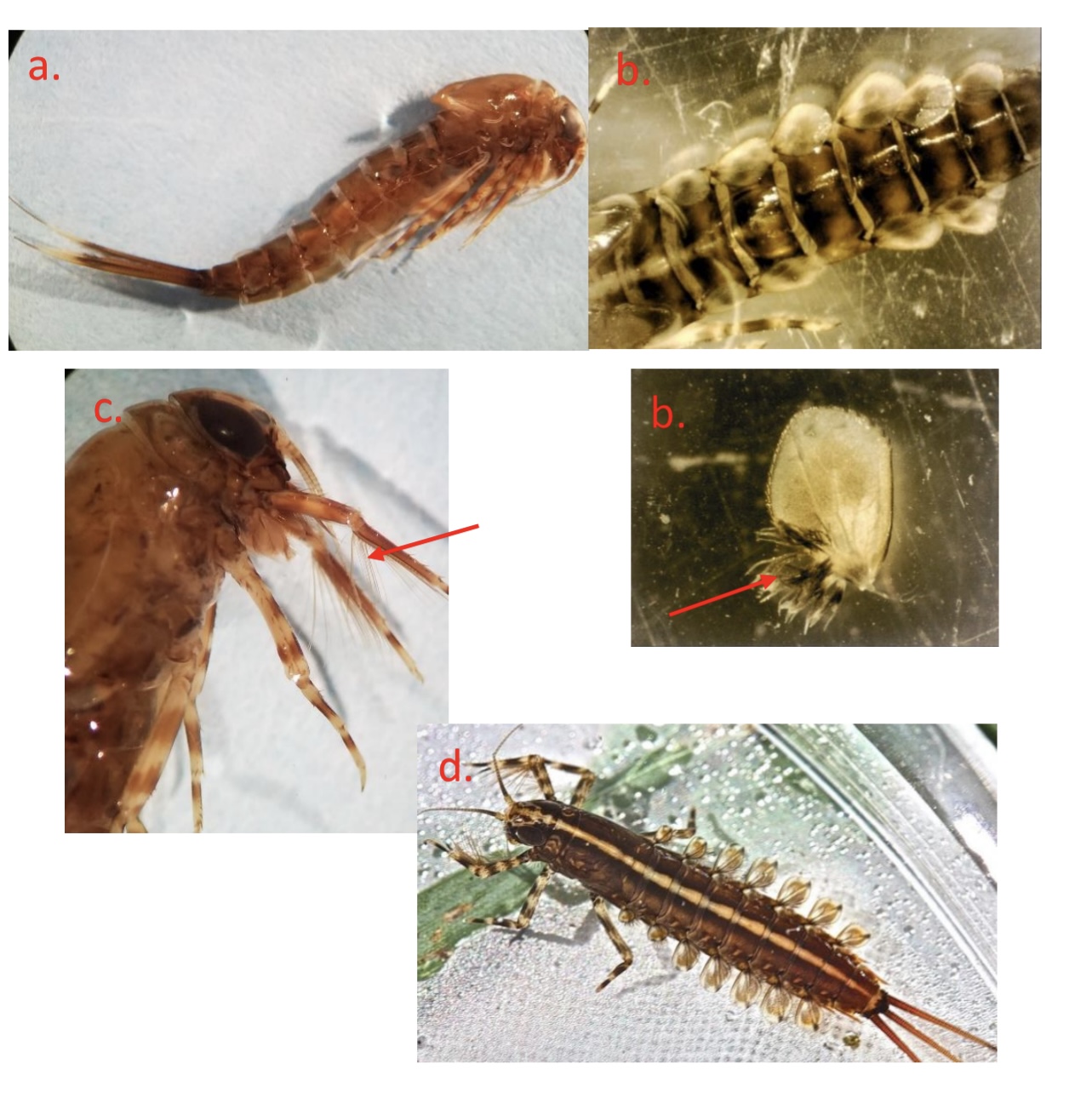 <p>Large head. Legs underneath body. Hairy legs. </p>