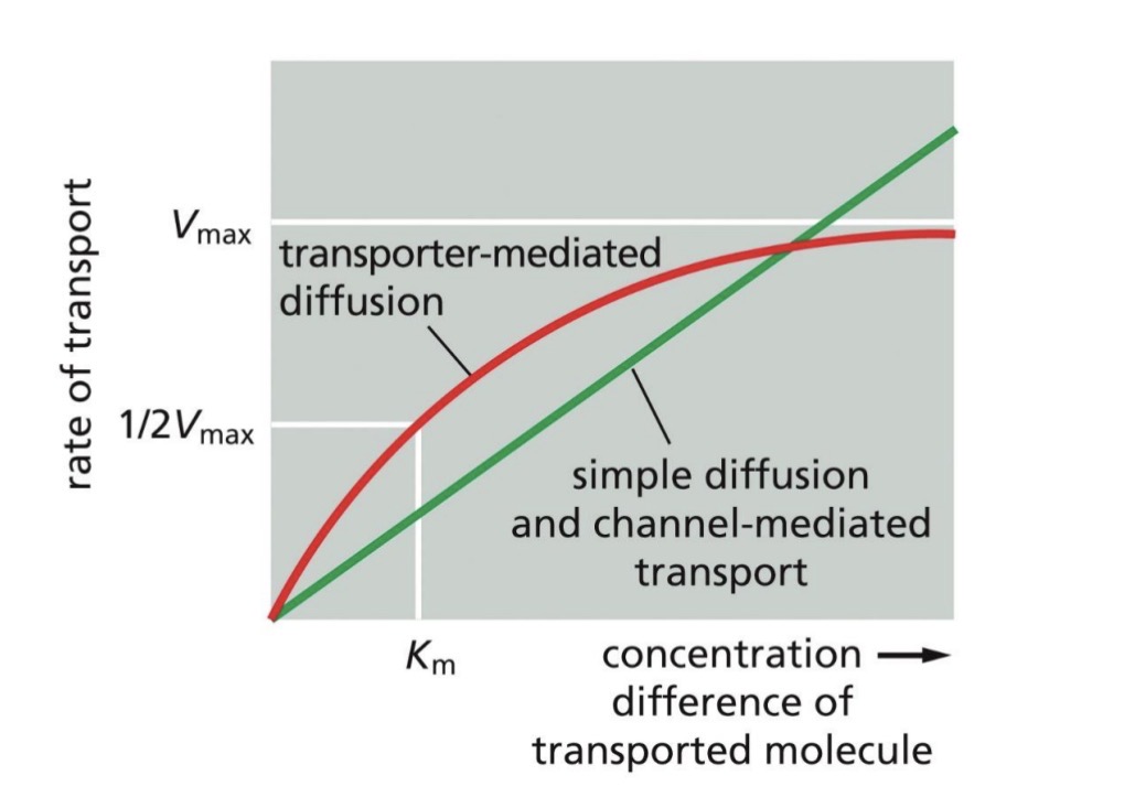 <p>Channel transport rate increases as concentration difference increases</p><p>Transporter transport rate has a maximum rate due to all binding sites completely saturated</p><p>(channel proteins transport faster)</p>