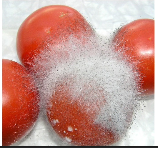 <p>-grzyby lądowe<br>-strzępki bez przegród (plecha syfonalna lub syfonokladialna)<br>-faza dominująca - haplofaza (1n)<br>-saprotrofy glebowe związane z substratami roślinnymi (osmotrofia)</p>