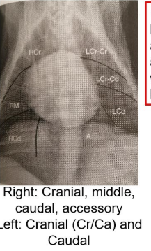 <p>Working in a clock:</p><p>1-2 = left cranial</p><p>2-3 = left craniocaudal</p><p>3-4 = left caudal</p><p>4-5 = accessory</p><p>7-8 = right caudal</p><p>8-9 = right middle</p><p>9-11 = right cranial</p><p></p>