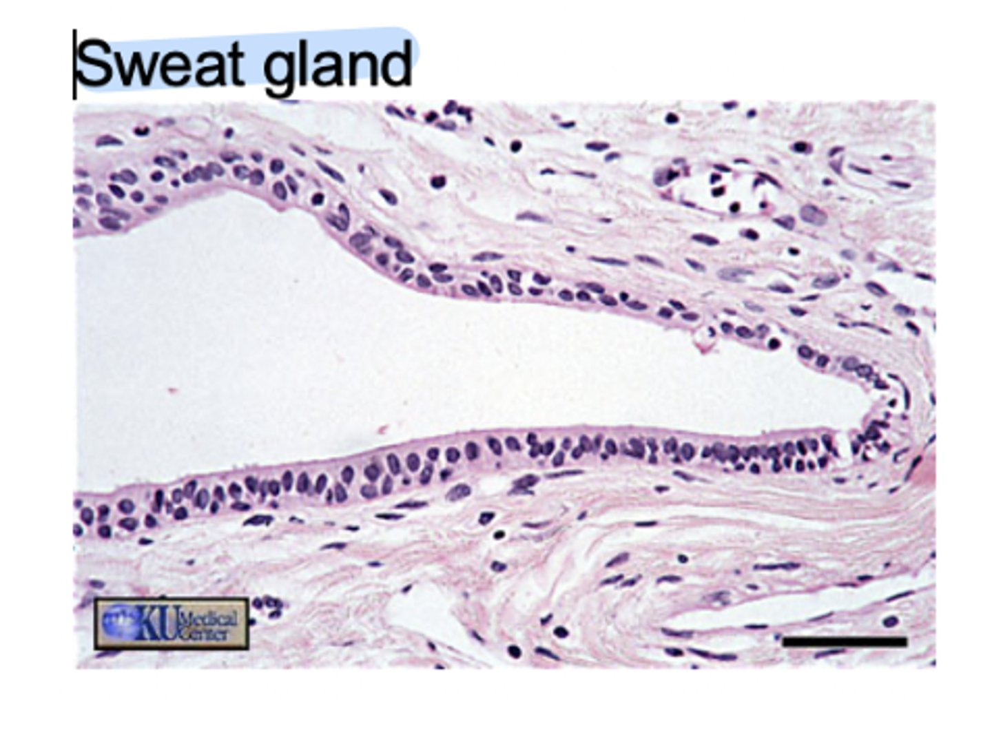 <p>- Stratified = multiple layers</p><p>- Cuboidal= cube-shaped cells</p><p>- Function: secretion and protection. (Help ducts not collapse)</p><p>- Location: Mainly in the ducts of larger glands, such as salivary gland, sweat gland, mammary gland.</p>