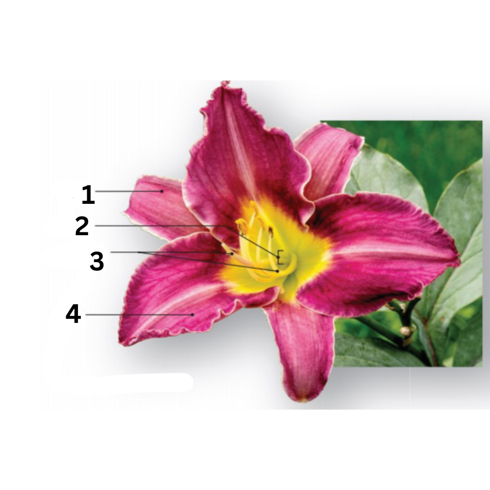 <p>Is this flower a dicot or monocot?</p>