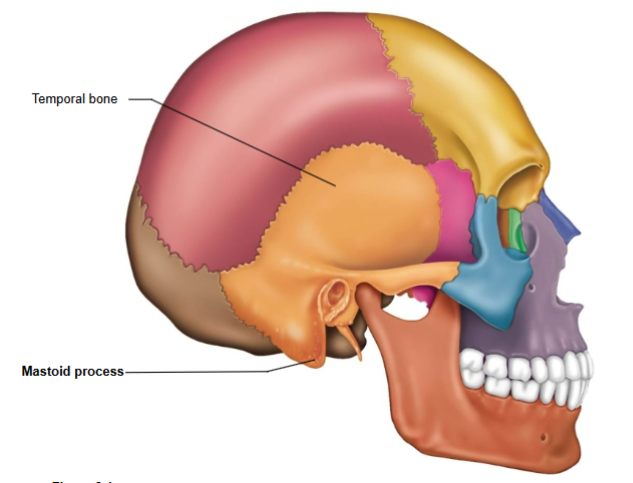 <p>Mastoid process- a muscle attachment site located on the temporal bone.</p>