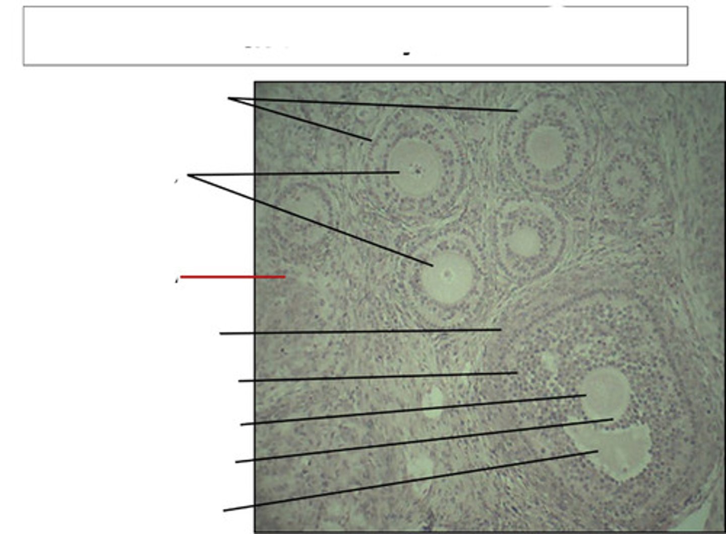 <p>identify this structure and organ</p>