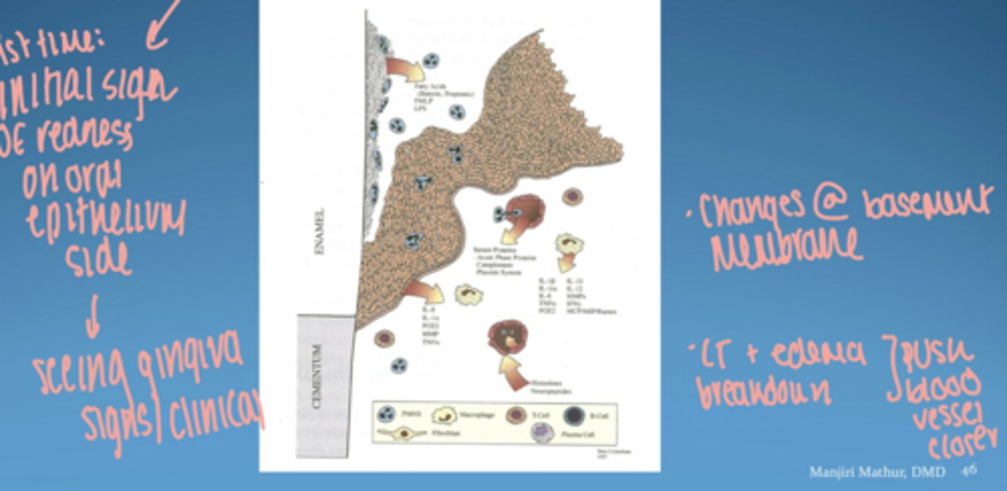 <p>T-lymphocytes</p>