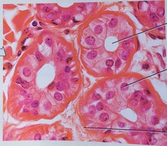 <p>Function: Secretion empty through ducts to the epithelial surface, include sweat and oil glands, liver, and pancreas</p>