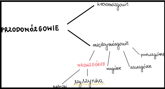 prosencephalon
