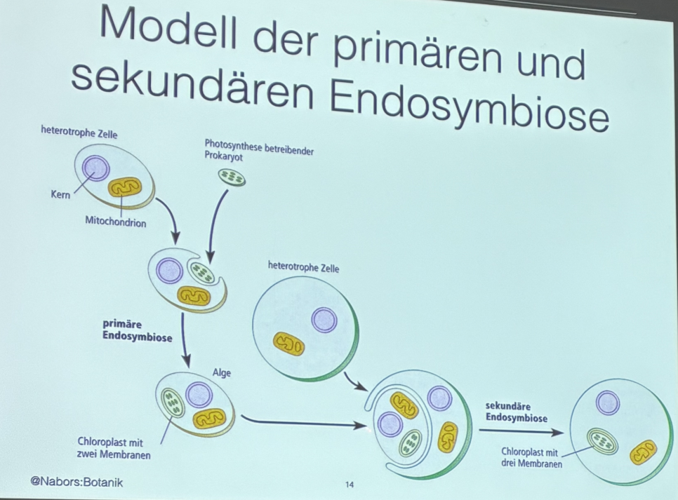 <ul><li><p><span>Entstehung von Eukaryoten mit Endomembransystemen und Organellen aus prokaryotischen Vorläuferzellen</span></p></li></ul><p></p>