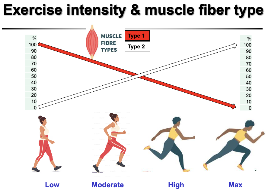 <p>• <strong>Low–moderate intensity (aerobic)</strong> → primarily <strong>Type I (slow-twitch)</strong> fibers<br>• <strong>High intensity</strong> → <strong>mixture of Type I and Type II</strong> fibers<br>• <strong>Maximal intensity</strong> → primarily <strong>Type II (fast-twitch)</strong> fibers</p><ul><li><p>As exercise intensity increases, recruitment shifts from <strong>Type I → Type II</strong> fibers to meet higher force and power demands.</p></li></ul><p></p>