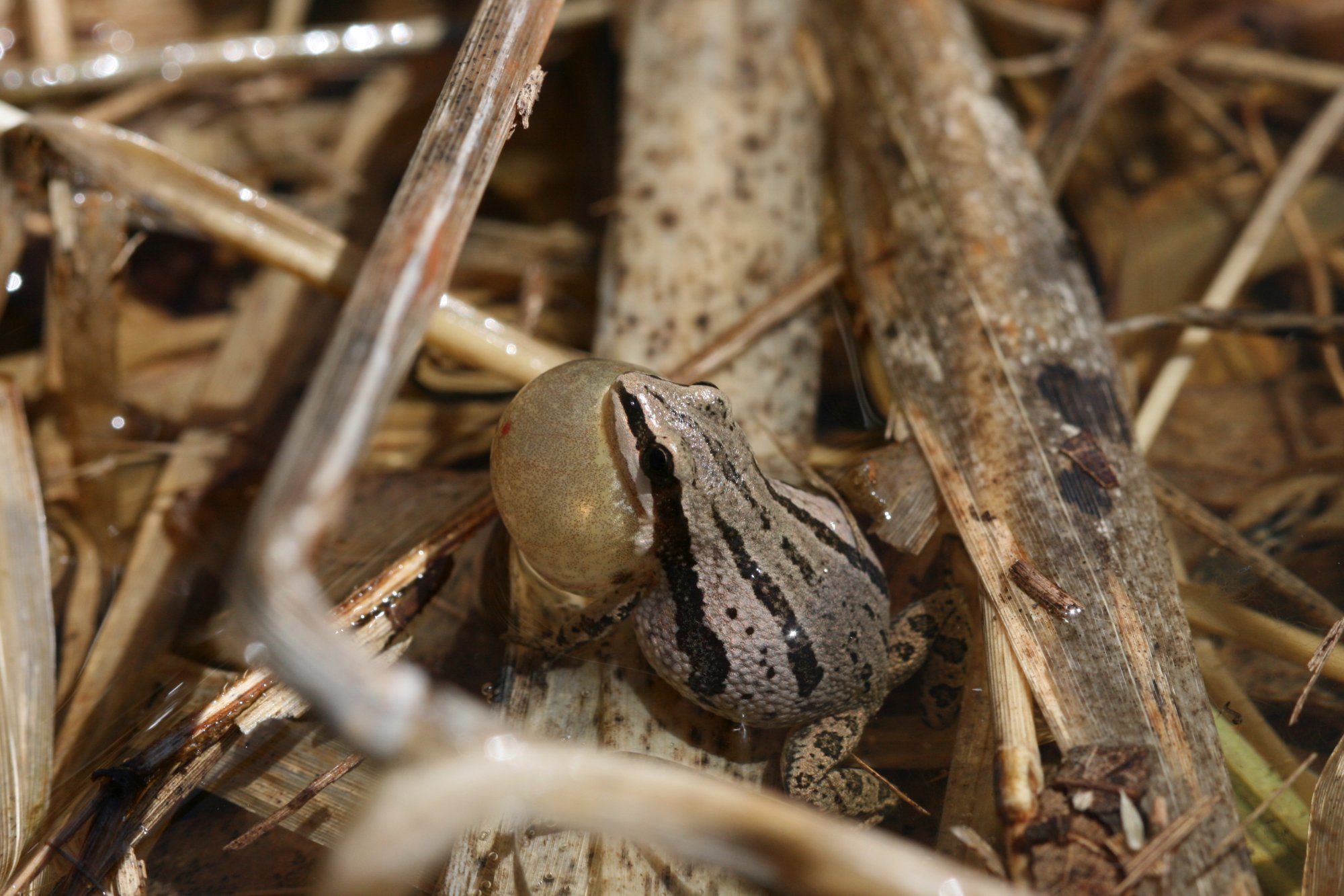 <p>Chorus Frog</p>